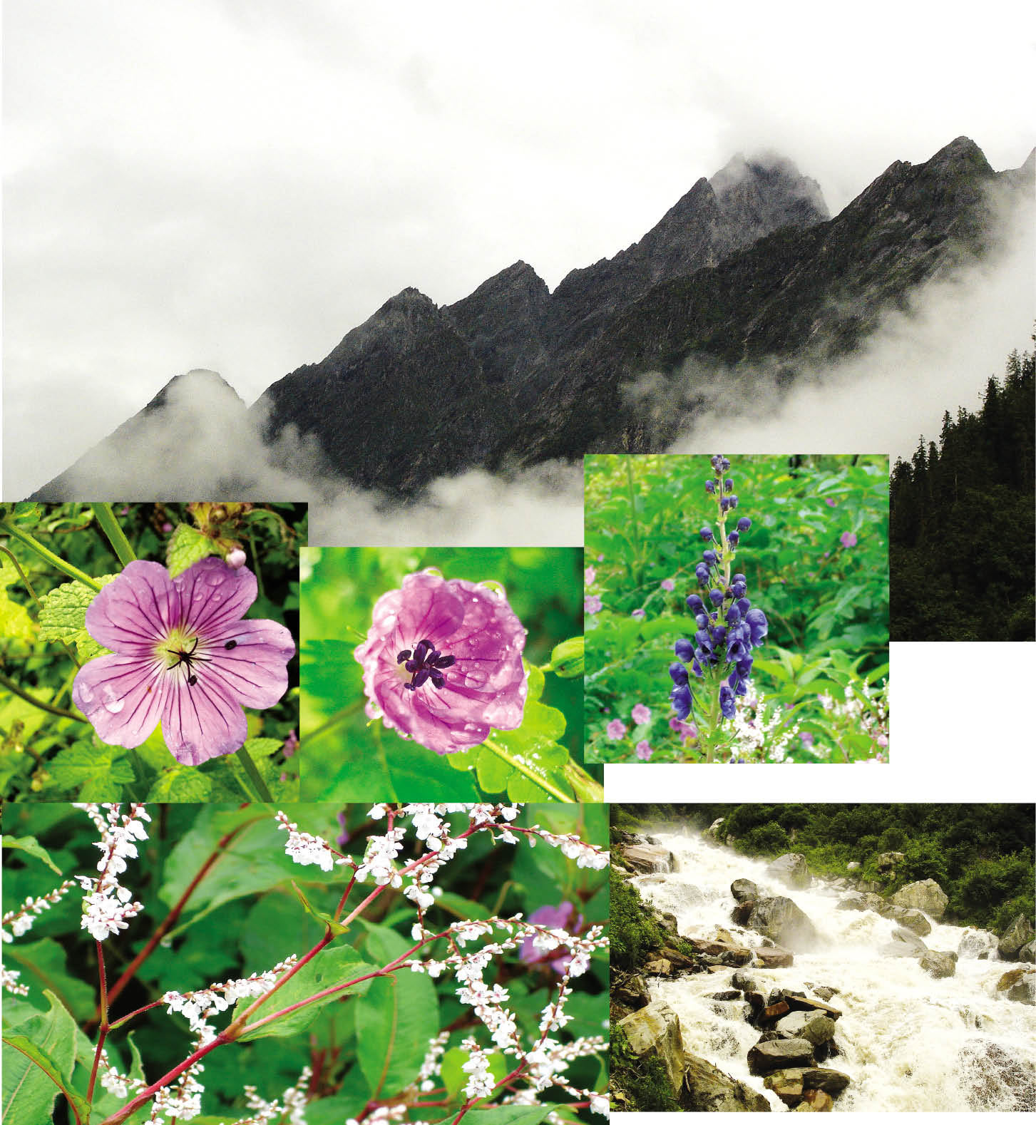 Trek to Valley of Flowers Uttarakhand